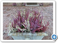 Roger Clement Salas Lopez