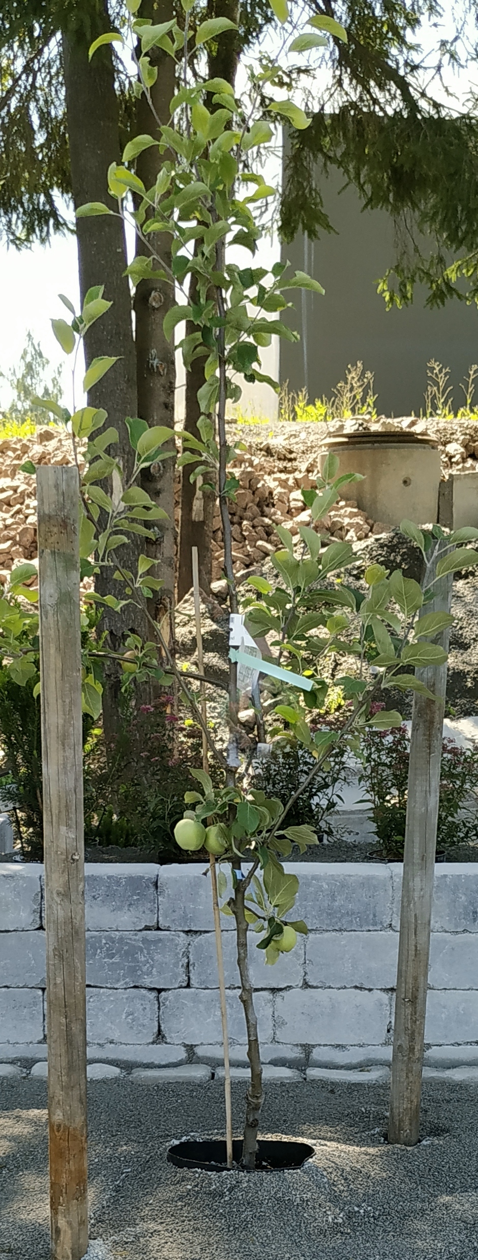 IMG 20200807 124512